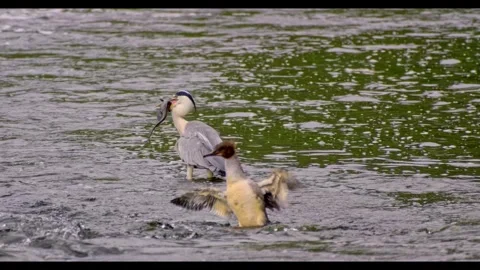 Close-Up of Heron Catching a Giant Catfish in River – Stunning Wildlife Moment Stock Footage 313451618