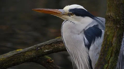 Close up of heron Stock Footage 121849732