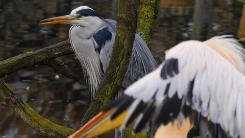 Close up of heron Stock-Footage 121849818