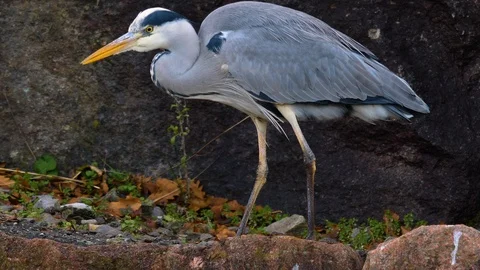 Close up of heron Stock Footage 121856062