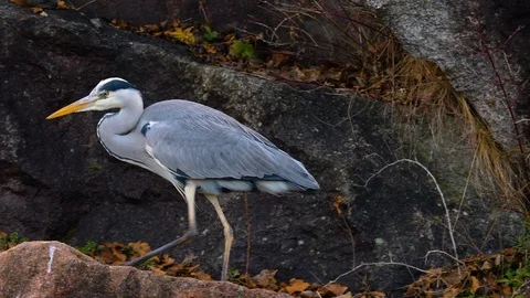 Close up of heron Stock Footage 121856340