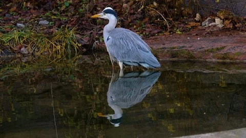 Close up of heron Stock Footage 121856385