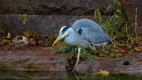 Close up of heron Stock Footage 121856463