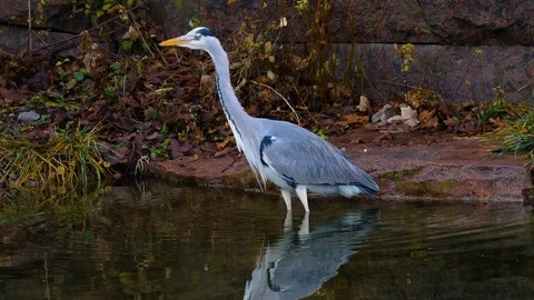 Close up of heron Stock Footage 121856464