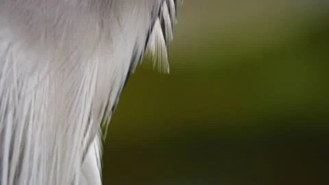Close up of heron Stock Footage 218318166