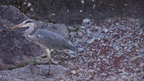 Close up heron Stock Footage 266685087