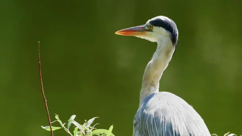A close up of a heron Vídeo Stock 342015686