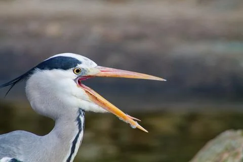 Close-Up of a Heron with Open Beak Stock Photos