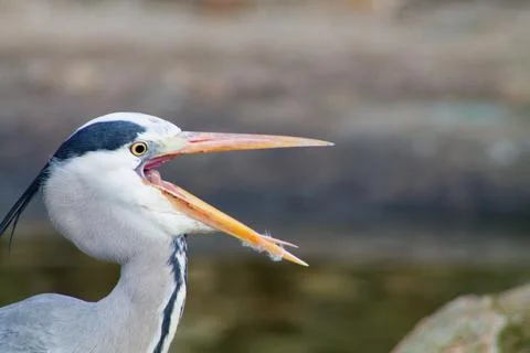 Close-up of a Heron with Open Beak Foto stock