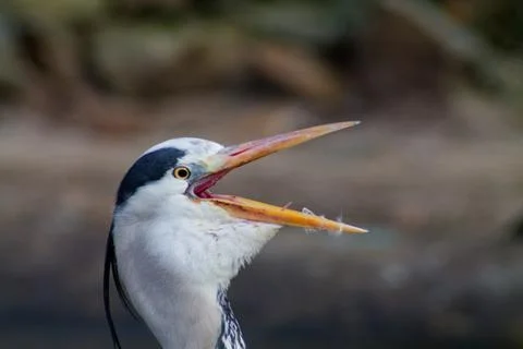 Close-up of a Heron with Open Beak Stock Photos