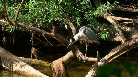 Close-up of a heron perched on a dead branch Stock Footage 313227710