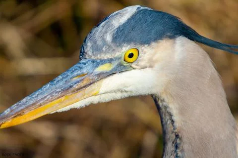 Close up heron Foto stock