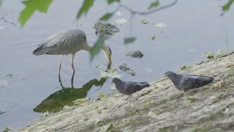 Close-up of Heron Walking in Shallow River During Summer Stock Footage 311504211