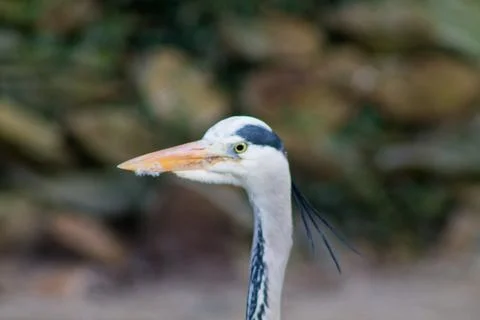 Close-Up of a Heron's Head Stock Photos
