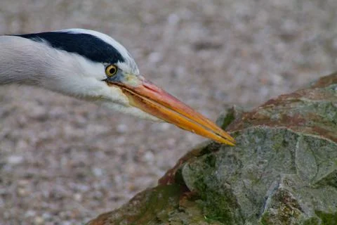Close-up of a Heron's Head Stock Photos