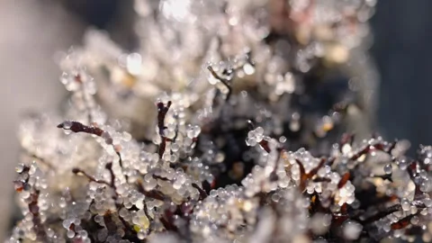 Close up of herring fish eggs macro shot on seaweed Stock Footage 345174705