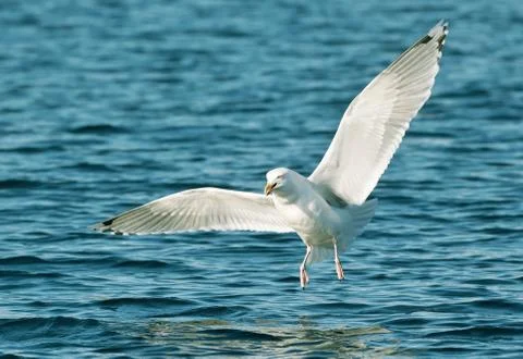 Close up of a herring gull in flight Stock Photos