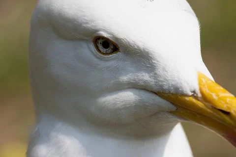 Close up of a herring gull head Stock Photos