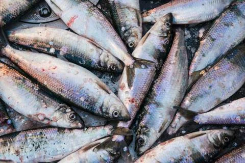 Close up of herring lying on the deck of a drift boat during the Togiak Herring Stock Photos