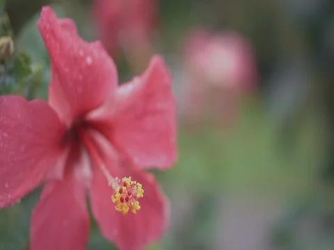 Close Up Hibiscus After Rain Video stock 77143597