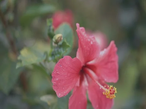 Close Up Hibiscus After Rain Video stock 77143763