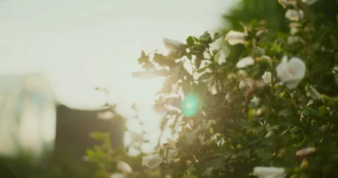 Close-Up of Hibiscus Bush at Sunset Stock Footage 282446734