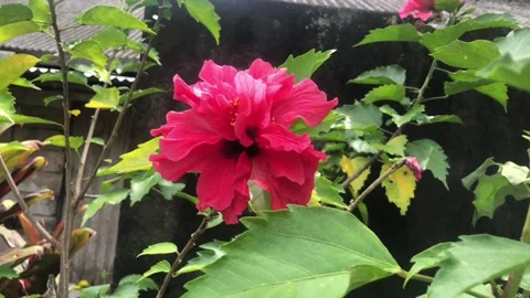 Close up hibiscus flower Stock Footage 236680560