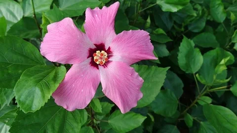 Close up of Hibiscus Stock Footage 134448496