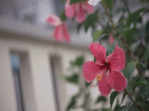 Close Up Hibiscus Stamen Rack Focus After Rain Video stock 77144021