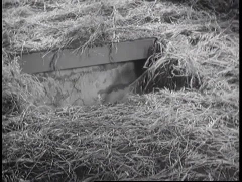 Close-up of hidden trap door in hay Stock Footage 260253423