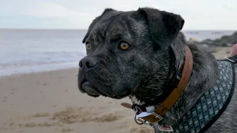 Close up of High Alert Dog on beach Stock-Footage 132066209