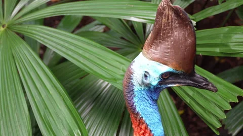 Close Up High Angle of Cassowary Bird Looking Around and Pecking Stock Footage 314922511