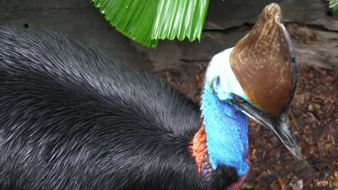 Close Up High Angle of Curious Cassowary Bird Looking Around Stock Footage 314922405