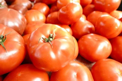 A close-up high-angle shot featuring a bountiful pile of ripe red tomatoes Photos
