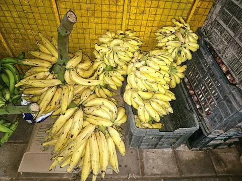 A close-up, high-angle shot of large bunches of ripe yellow bananas Stock-Fotos