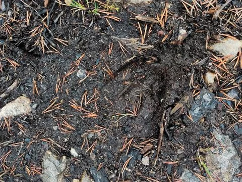 A close-up high angle shot of a large animal footprint, possibly from a reind Foto stock