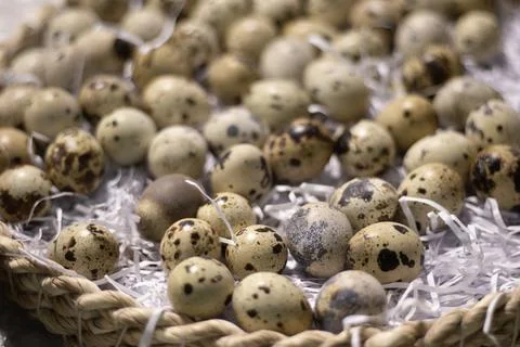 A close-up high angle shot of numerous speckled quail eggs resting inside a wove Stock Photos