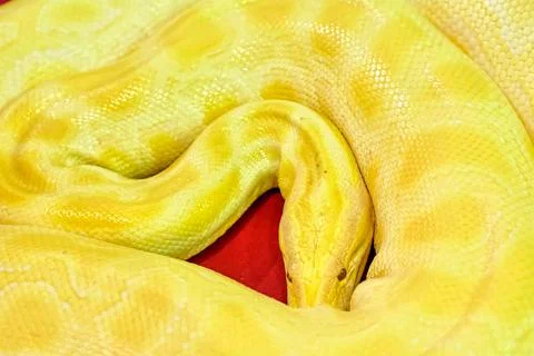 Close-up high-angle view of an Albino Burmese python snake on the red surface 스톡 사진