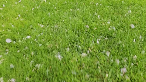 Close high angle view with dolly movement above fresh green lawn with white Vídeos de archivo 274566285