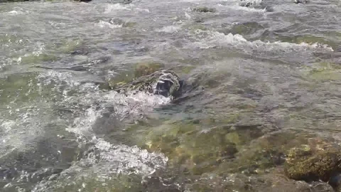 Close Up High Angle View of Fast Flowing River Water Over Rocks 스톡 동영상 335127310