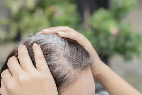Close-up high angle view of gray hair on the crown of a adult Asian woman o.. Stock Photos