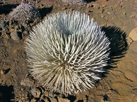 Close up High Angle View of Haleakala Silver Sword at Haleakala National Park on Stock Photos