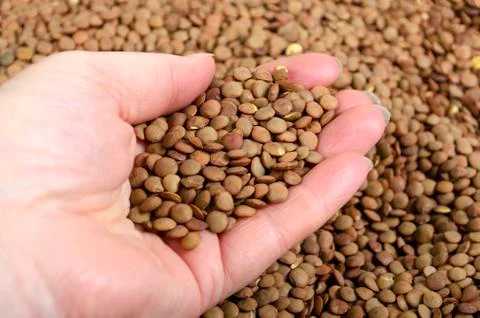 Close-Up High Angle View Of Hand Holding Lentils Stock Photos