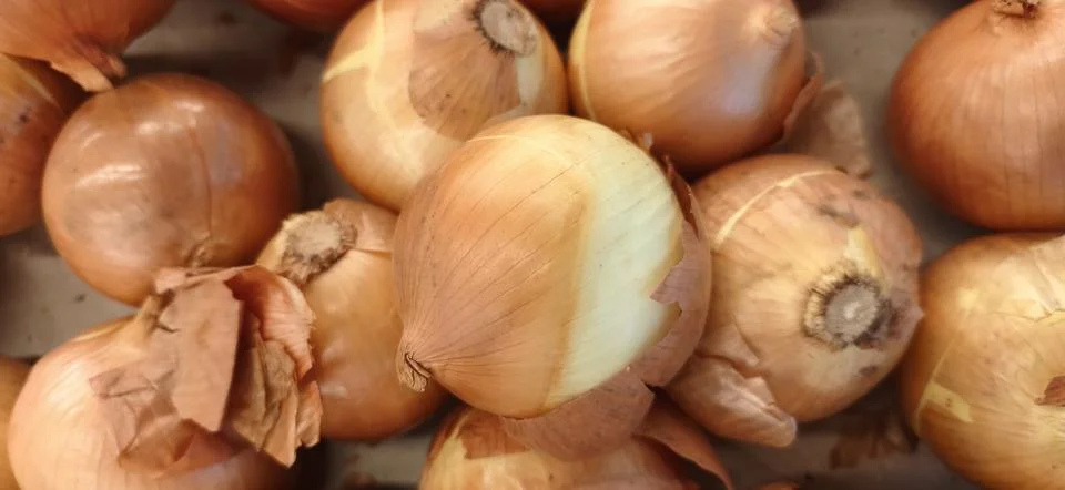 A close up, high angle view of a large pile of whole raw yellow onions with.. Stock Photos