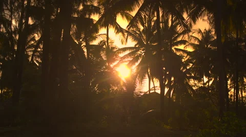 CLOSE UP: High coconut palm trees in stunning forest resort at golden sunset Stock Footage 65839621