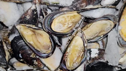 Close-up, high-definition 4K shot of fresh, plump mussels resting on crushed ice 스톡 동영상 340169981