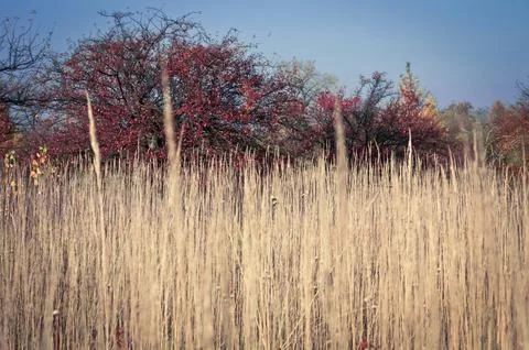 Close up high dry grass with red foliage trees behind concept photo Stock-Fotos
