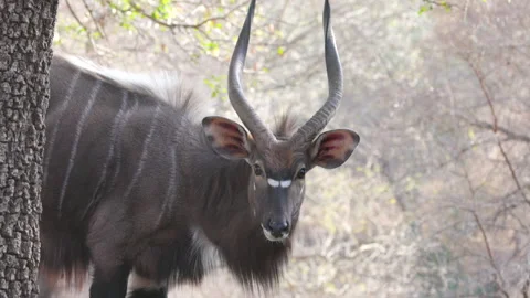 Close up high frame rate clip a male nyala looking at the camera at kruger Stock Footage 318278406
