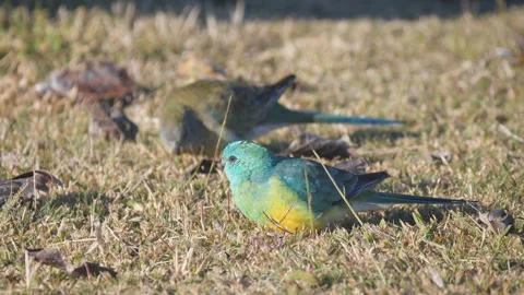 Close high frame rate shot of a pair of red-rumped parrots feeding Stock Footage 156175689