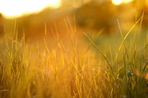 Close up of high grass in bright and colorful sunlight at dawn - post card in Stock Photos